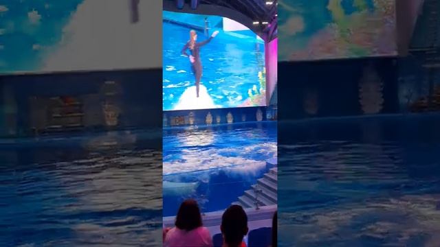 Океанариум приморский край смотреть онлайн