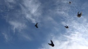Николаевские голуби 20.06.21г.