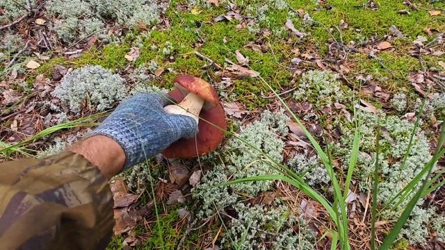 Последние летние боровики и оцениваем клюкву сезона 2024 года смотреть онлайн