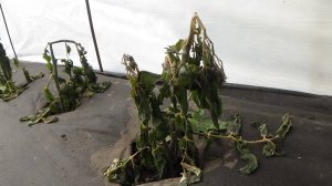 Замерзли все мои Томатные Гномы на улице! Но это еще не смерть! Обзор огорода 22 апреля.