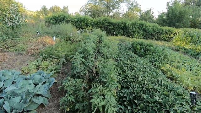 🍅 ПОДВЯЗКА помидор и ПАСЫНКОВАНИЕ томатов 🌱 В открытом грунте в жарком климате смотреть онлайн