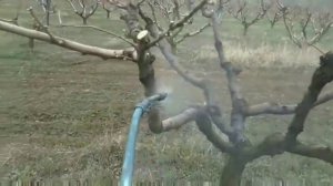 Опрыскивание персиков вручную 🌸САД ВЕСНОЙ / Хороший тракторист 🚜 Марк едет на тракторе Работы в сад