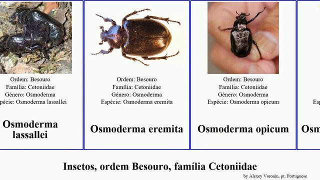 Insetos, ordem Besouro, família Cetoniidae osmoderma insect maura impressa fortunei fulgens Jams смотреть онлайн