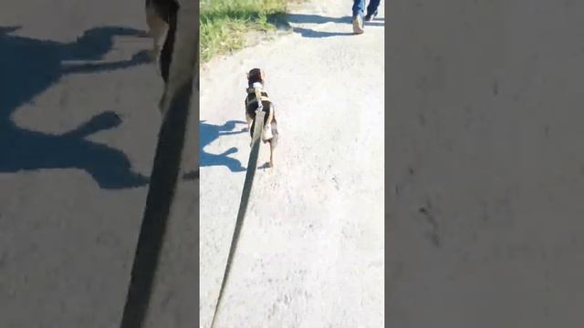 Байкджоринг с лизой.😘🐕🤟🖐️🐈🐵 смотреть онлайн