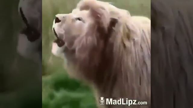 Смешной лев смотреть онлайн