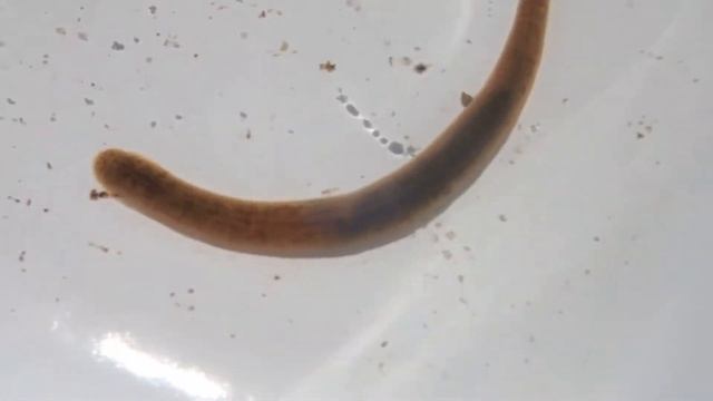 Group 6: Leeches (Erpobdella Octoculata)