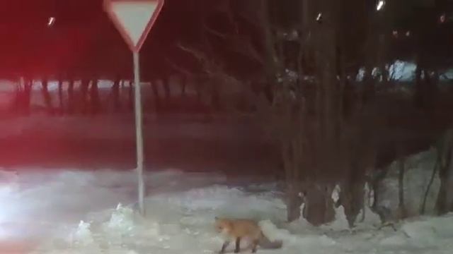 Лиса в городе. Попрошайка. Оксана Сташенко с антрепризой на Сахалине! смотреть онлайн