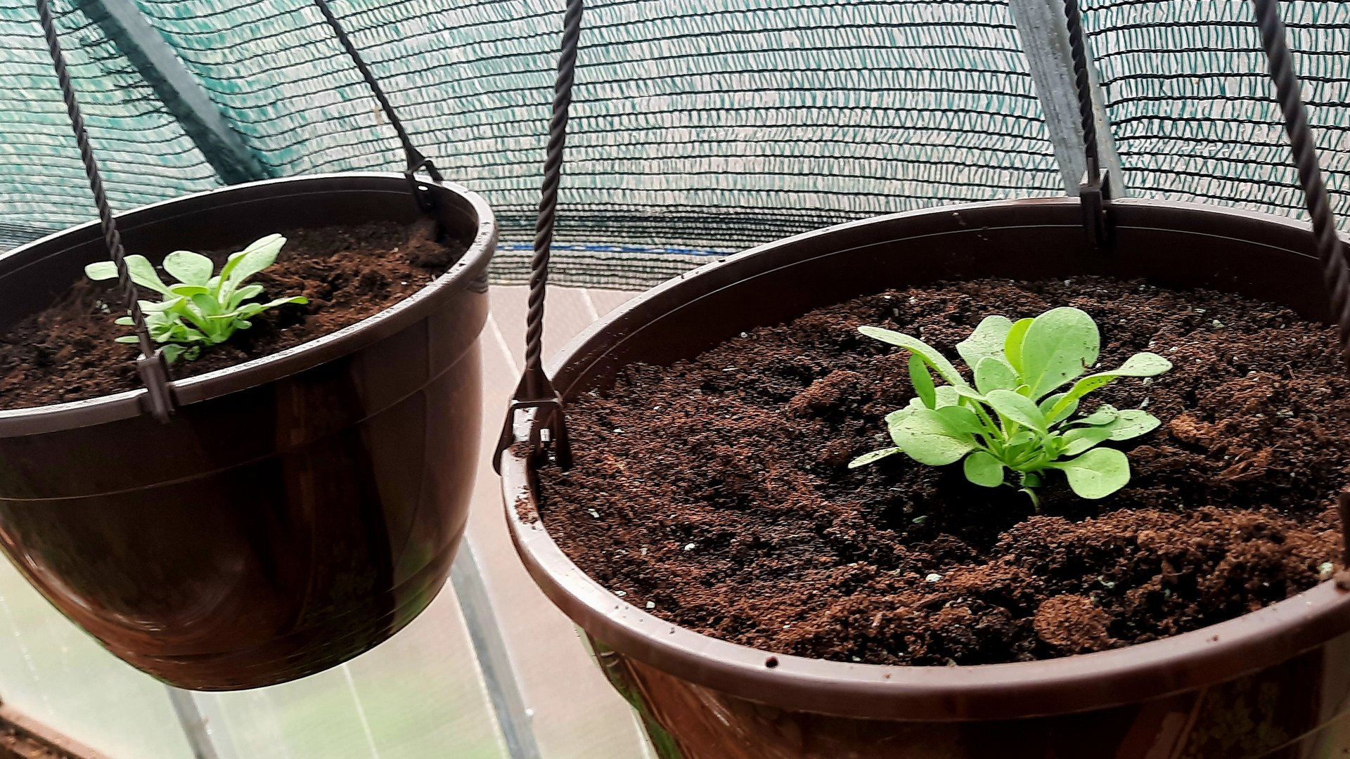 Посадка петхоа!! Оптимальный объём грунта для пышного цветения!! смотреть онлайн