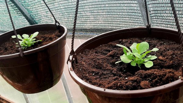 Посадка петхоа!! Оптимальный объём грунта для пышного цветения!!