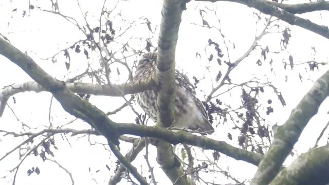 Little Owl Athene noctua vidalii Steenuil Aarlanderveen ZH the Netherlands 6 Apr 2024 12