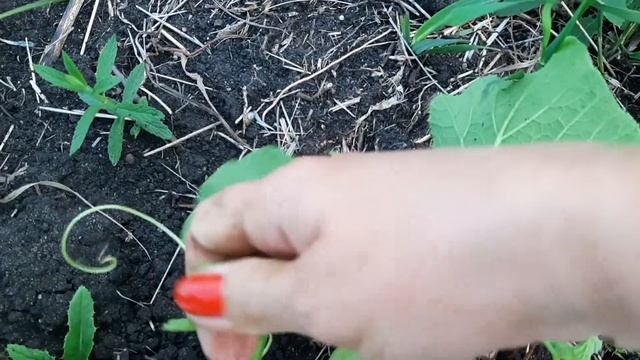 95//Влог#Сбор урожая на продажу, витамины для меня. смотреть онлайн