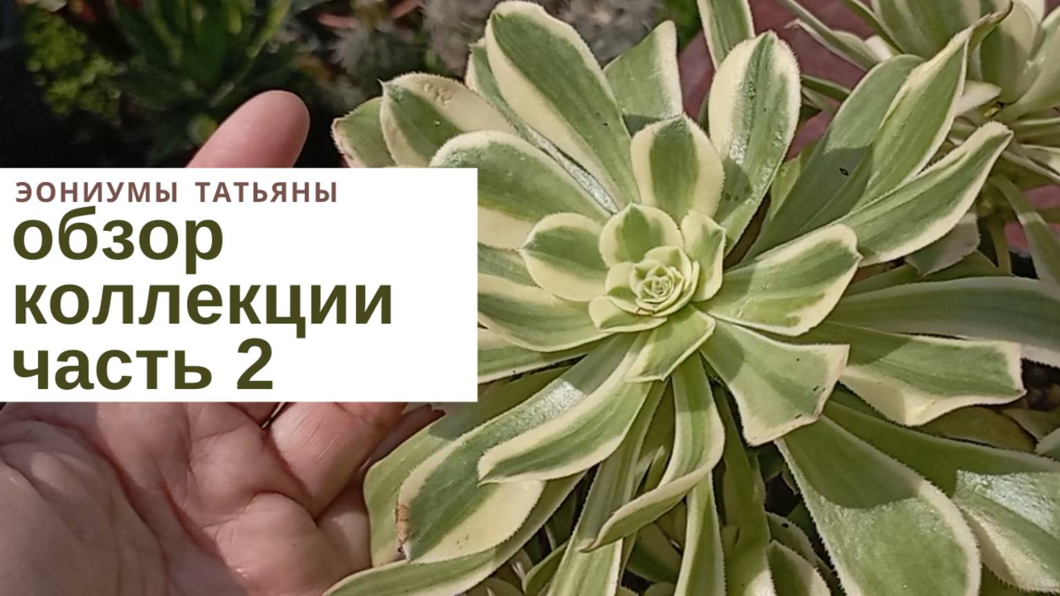 №184 Обзор моей коллекции эониумов 2023. Часть 2