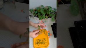 Колокольчик гарганский - размножение