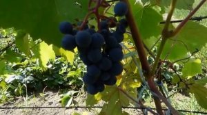 Сорт винограда Юодупе.