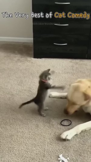 Ща как дам...