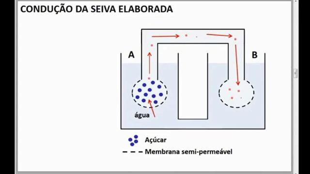 FISIOLOGIA VEGETAL смотреть онлайн