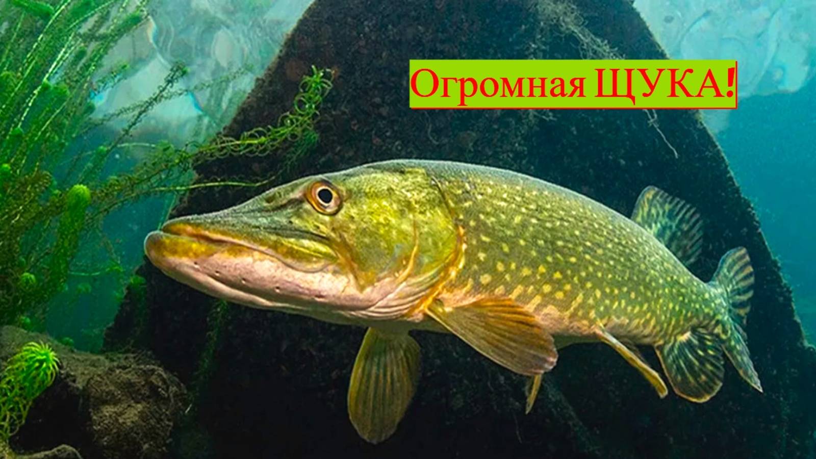 КЛЮНУЛА ОЧЕНЬ ЗЛАЯ ЩУКА! ЛОВЛЯ ХИЩНИКА В РЕКЕ. РЫБАЛКА 2025. ЛОВЛЯ ЩУКИ НА СПИННИНГ. смотреть онлайн