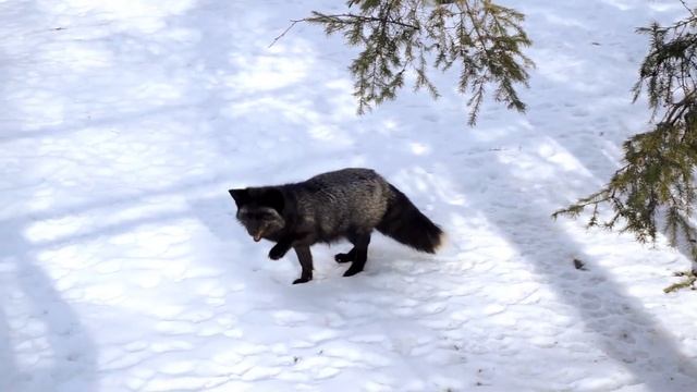 Red Fox: Adaptation And Secrets of Their Hunting Success | Foxes Facts! смотреть онлайн
