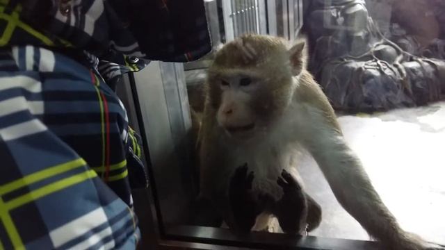 Поцелуй обезьянки. Папа шутит. Толя в питомнике. Семейный отдых.