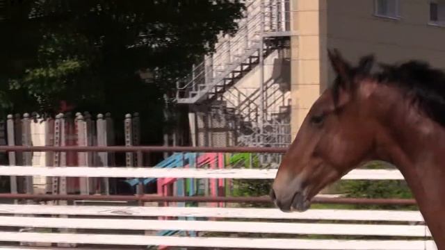 Катран смотреть онлайн