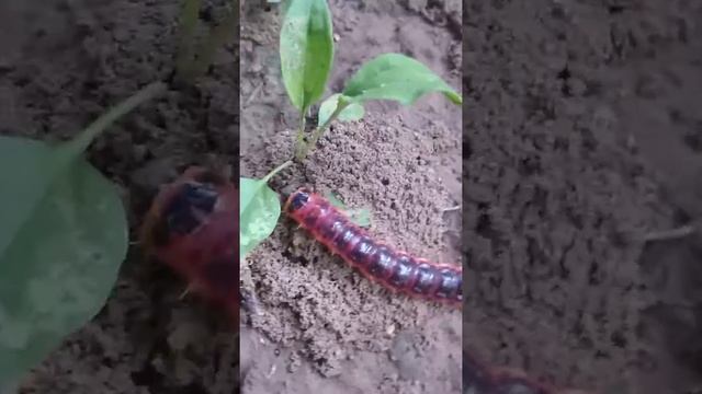 Гусеница жесть смотреть до конца смотреть онлайн