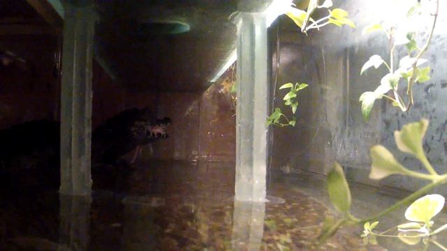 Caiman eats mouse and turns on camera смотреть онлайн