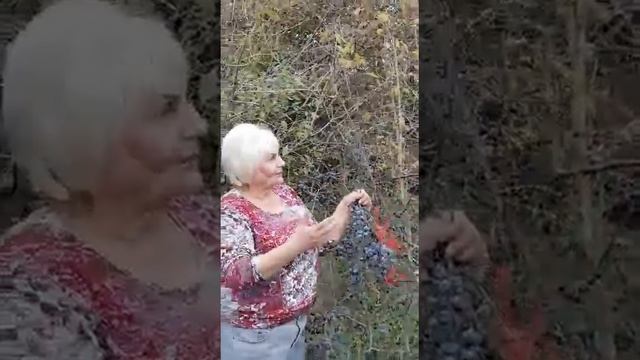 Природа осень плоды терна оберёг из плодов терна смотреть онлайн