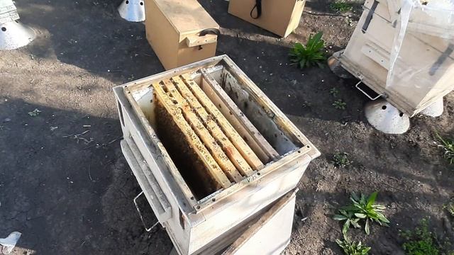 Вот вам и рамка пчелы в ППС через два месяца! смотреть онлайн