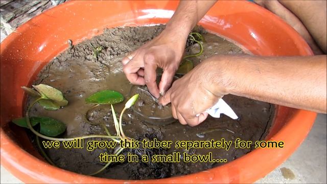 How to Grow Water Lily at home смотреть онлайн