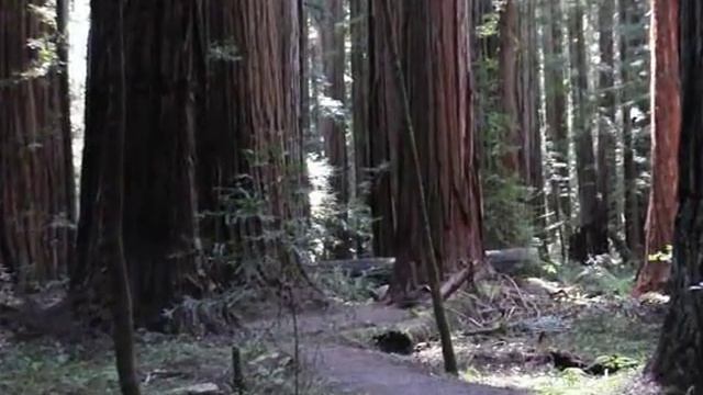 Humboldt Redwoods State Park.AVI смотреть онлайн