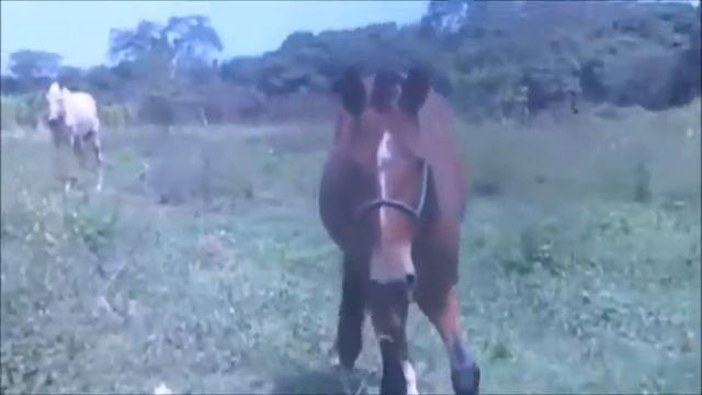 reiten in Norden von Peru mit peruanischen Pasopferden смотреть онлайн
