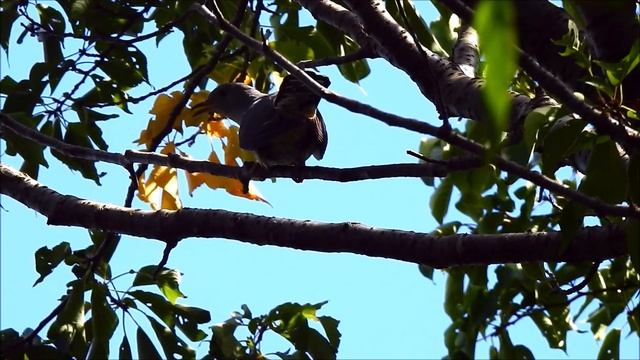 ムビる15940 20190907 008 ツツドリ tsutsudori смотреть онлайн