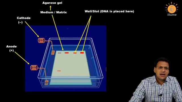 Gel Electrophoresis | Separation of DNA Fragments | Biotechnology | Elution | Ethidium Bromide смотреть онлайн