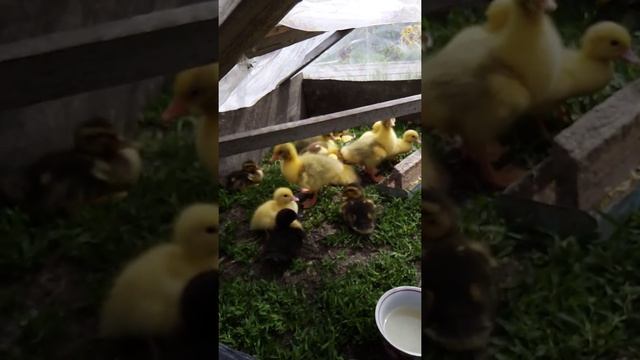 5 июня 2019 г.теплые грядки не радуют. смотреть онлайн