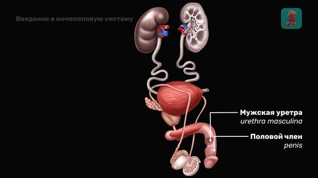 Мочеполовая система: Анатомия & Физиология | Easy Anatomy смотреть онлайн