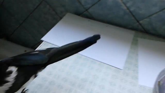 Сорока Гепа - воришка Харьков смотреть онлайн