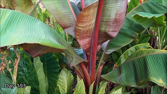 Pretty Red Abyssinian Banana Plant Growing for 10 Months in California Tropical Garden смотреть онлайн