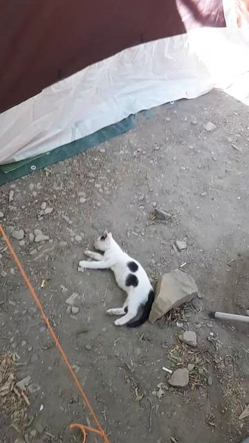 Малый Утриш отдых с палатками смотреть онлайн