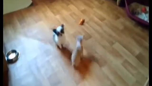 Кошки или собаки? 🐱🐶 смотреть онлайн