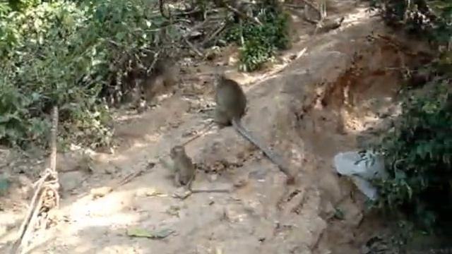 Остров Koh Larn, Patta Ya, Thailand смотреть онлайн