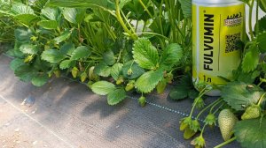 Fulvumin — суперсила для вашей клубники! Как получить урожай на 30% больше?