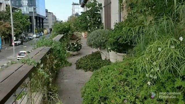 Красоты Сароны. смотреть онлайн