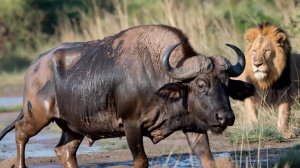 Охота львиного прайда на буйвола (ai)