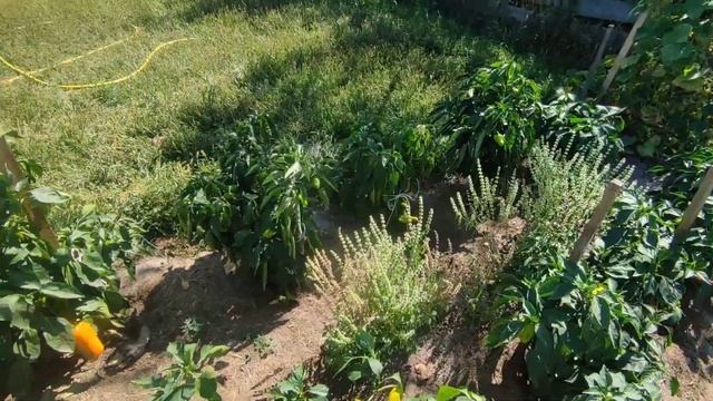 ЧИМ МИ ВИДАЛИЛИ ПИРІЙ? Відповідаю на ваші запитання смотреть онлайн