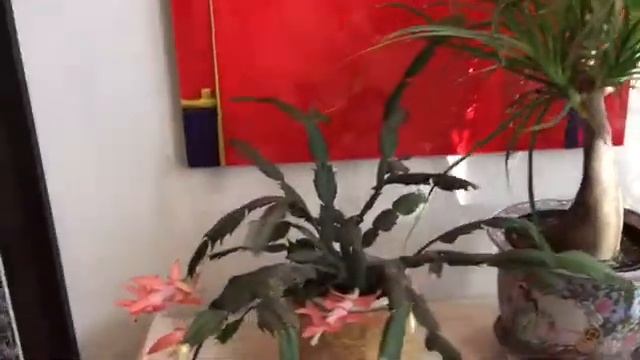 New Ponytail Palm & Blooming Holiday Cactus! смотреть онлайн