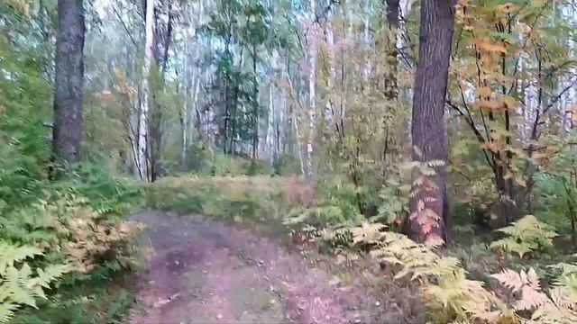 Старая сосна в Бугульме смотреть онлайн