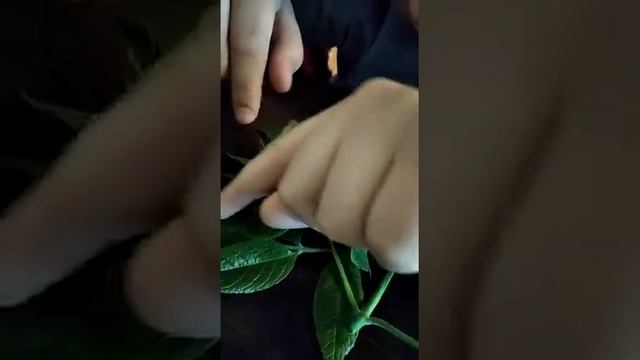 У меня дома живёт гусеница (часть 2) смотреть онлайн