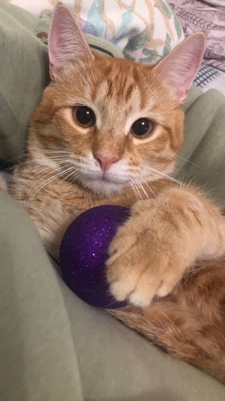 123. Смешные котики