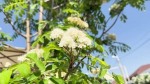 Цветущая рябина