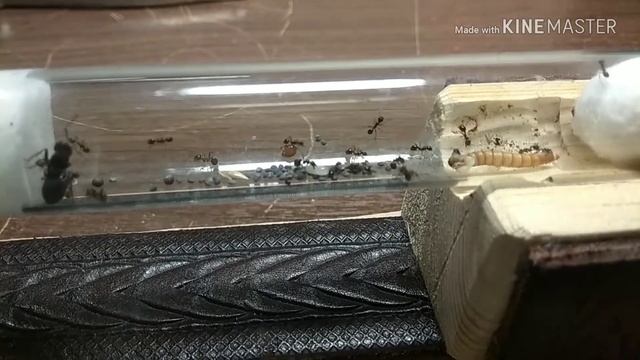 Муравьи Messor Structor. 1-ый ВЫПУСК смотреть онлайн